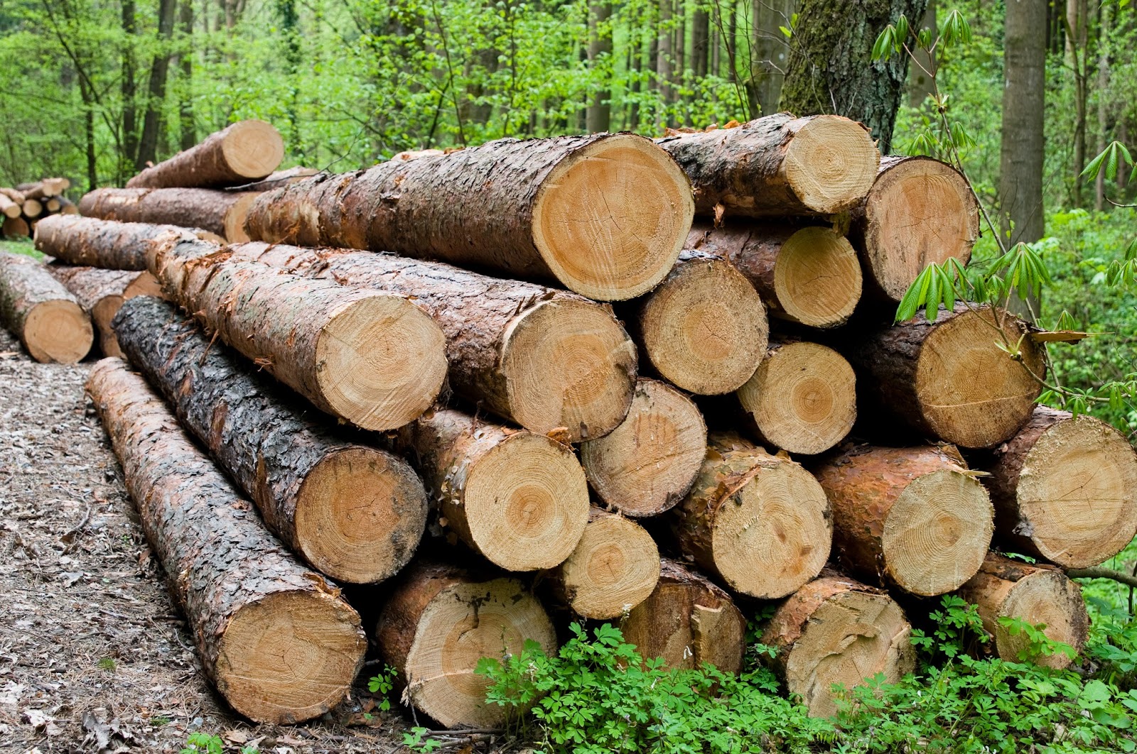 Cleared Forest Stack of chopped logs that can be sourced with ASTM forensic fiber analysis.