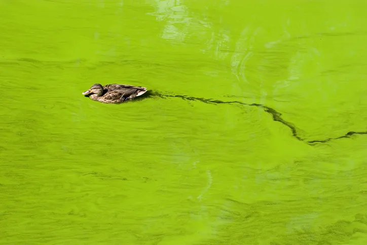 Cyanobacteria Microcystin NSF ANSI 53