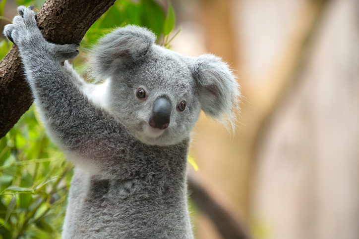 Fuzzy koala using its fingerprints to grasp a verdant tree.