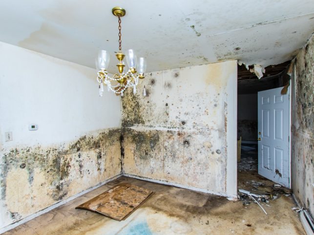Mold all over home with rotten chandelier needs ANSI/IICRC 520 for analysis.