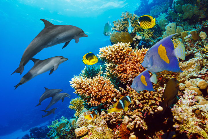 Audiogram Dolphin Standard