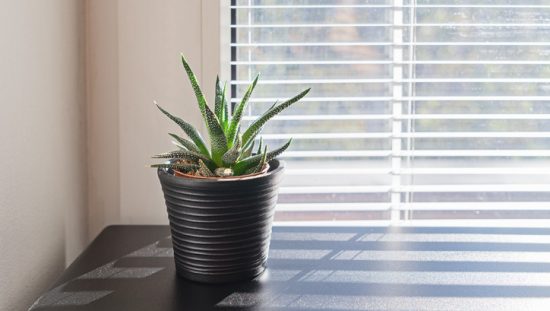 Succulent near window with acceptable indoor air quality following ANSI/ASHRAE 62.1-2019