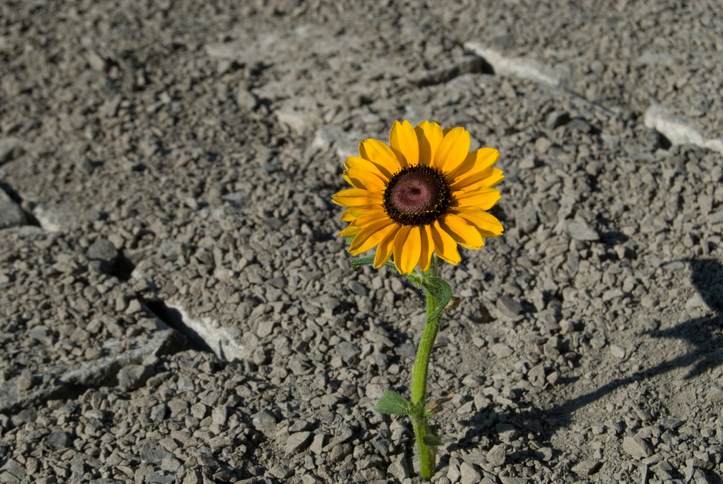 Dandelion flower rises from the ashes to represent ISO 37123:2019 resilient cities.