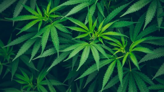 Bright green plant discussed at the FDA’s First public hearing on cannabis extract relating to ISO/IEC 17025 accreditation.