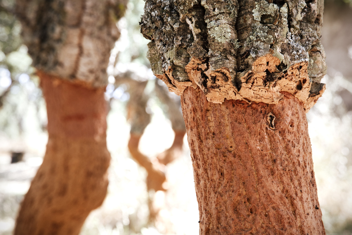 A cork tree that has been harvested through ISO wine making standards.