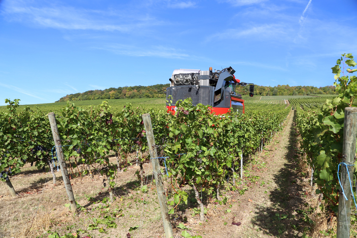 An ISO 5704 grape harvester in action, cutting down grape plants in vineyard.