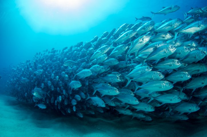 Crazed school of trevally fish suffering from sound pollution not tested to ASA S3/SC1.4-2014.