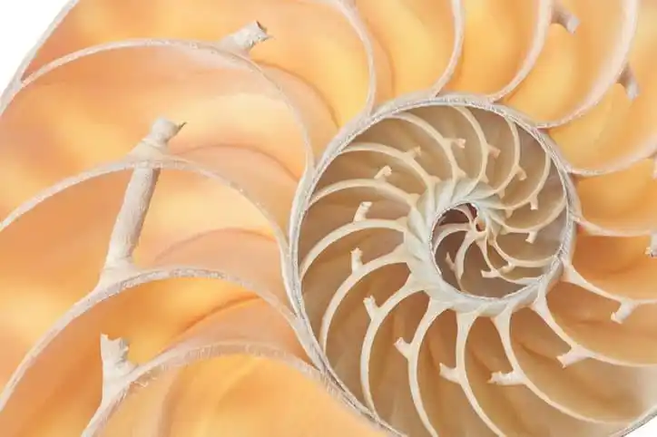Nautilus Shell Closeup of a nautilus shell depicts the golden ratio standard.