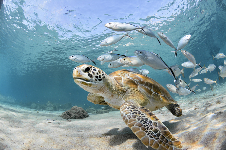 Turtle right up at the screen following by silver fish without sound pollution.
