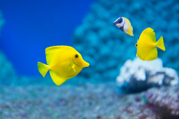 Two bright yellow Zebrasoma flavescens (yellow tang) in coral reef with other fish.