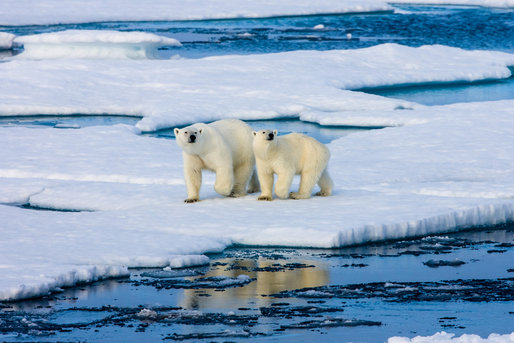 Polar bear family is forced to wander the arctic if habitat destruction from climate change is not prevented with ISO 14001.