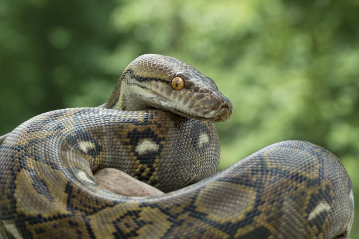 Reticulated python representing the programming language specified in standards and useful for any profession.