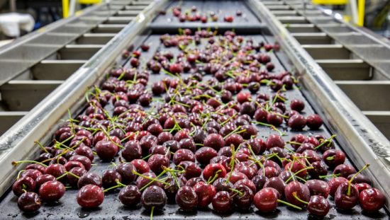 Cherries rolling in conveyor as food safety management systems return to normal with ISO 22000 accreditation.