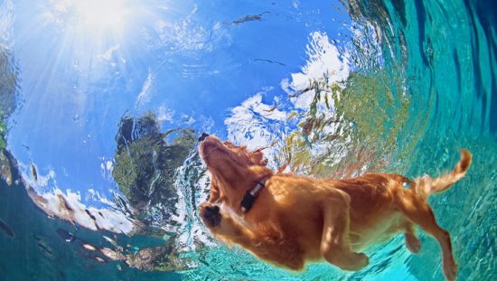 Dog swimming in a pool kept safe with NSF/ANSI 50-2020 equipment and chemicals.