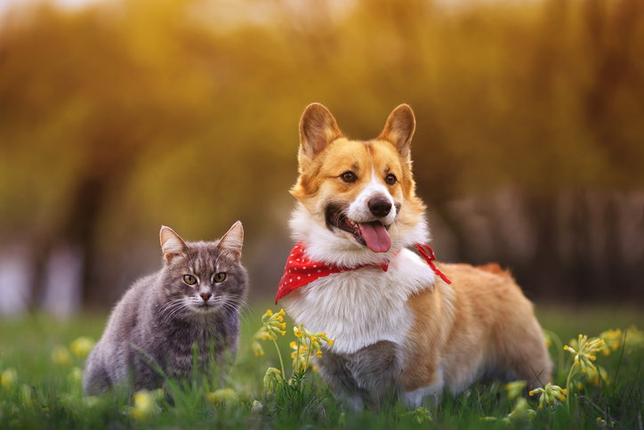 Whippet A gray tabby cat and corgi happy to know that 3D printing cold help them with potential defects.