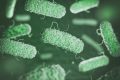 Green Legionella bacteria being prevented in water systems through ANSI/ASHRAE Standard 188-2021.